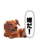 ポメックス〜ちゃちゃの1日〜（個別スタンプ：24）