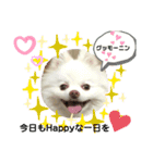 ポメコロちゃん 2（個別スタンプ：6）