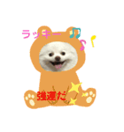 ポメコロちゃん 2（個別スタンプ：8）