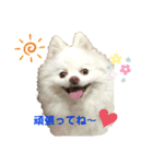 ポメコロちゃん 2（個別スタンプ：11）