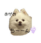 ポメコロちゃん 2（個別スタンプ：12）