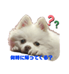ポメコロちゃん 2（個別スタンプ：13）