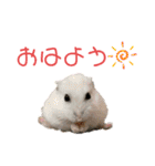 ハムスちゃん1（個別スタンプ：1）