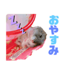 ハムスちゃん1（個別スタンプ：2）