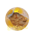 ハムスちゃん1（個別スタンプ：5）