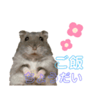 ハムスちゃん1（個別スタンプ：8）