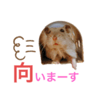 ハムスちゃん1（個別スタンプ：13）