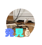 ハムスちゃん1（個別スタンプ：16）
