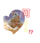ハムスちゃん1（個別スタンプ：18）