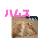 ハムスちゃん1（個別スタンプ：19）