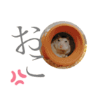 ハムスちゃん1（個別スタンプ：20）