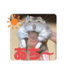 ハムスちゃん1（個別スタンプ：23）