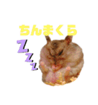 ハムスちゃん1（個別スタンプ：24）