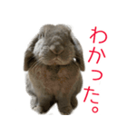 ロップイヤーのミントスタンプ（個別スタンプ：1）