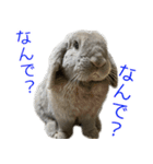 ロップイヤーのミントスタンプ（個別スタンプ：2）