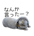 ロップイヤーのミントスタンプ（個別スタンプ：5）