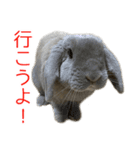 ロップイヤーのミントスタンプ（個別スタンプ：8）