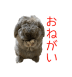 ロップイヤーのミントスタンプ（個別スタンプ：9）