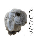 ロップイヤーのミントスタンプ（個別スタンプ：10）
