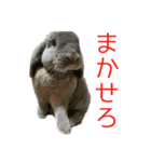 ロップイヤーのミントスタンプ（個別スタンプ：11）