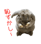 ロップイヤーのミントスタンプ（個別スタンプ：16）