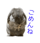 ロップイヤーのミントスタンプ（個別スタンプ：18）