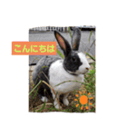 ミニレッキスのレッキーの日常2（個別スタンプ：3）