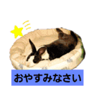 ミニレッキスのレッキーの日常2（個別スタンプ：9）