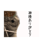 ユルかわうさぎのきなこ（個別スタンプ：15）