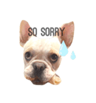 Kai_frenchbulldog（個別スタンプ：1）