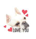 Kai_frenchbulldog（個別スタンプ：2）