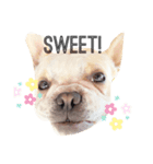 Kai_frenchbulldog（個別スタンプ：3）