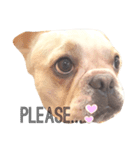 Kai_frenchbulldog（個別スタンプ：4）
