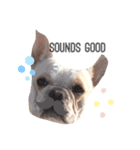 Kai_frenchbulldog（個別スタンプ：5）