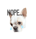 Kai_frenchbulldog（個別スタンプ：7）