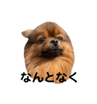 おんさま（個別スタンプ：1）