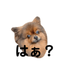 おんさま（個別スタンプ：3）