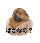 おんさま（個別スタンプ：12）