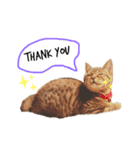 うちのニャンコ❤（個別スタンプ：1）