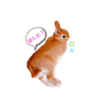 うさぎのラリちゃん（個別スタンプ：1）