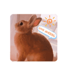うさぎのラリちゃん（個別スタンプ：3）