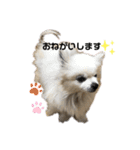 チワワのベアくんです（個別スタンプ：3）