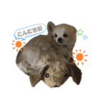 チワワのベアくんです（個別スタンプ：7）