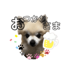 チワワのベアくんです（個別スタンプ：12）