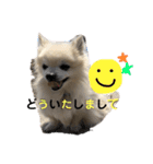 チワワのベアくんです（個別スタンプ：13）