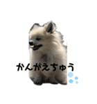 チワワのベアくんです（個別スタンプ：14）