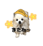 チワワのベアくんです（個別スタンプ：16）