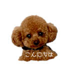 といぷーどる ロッシ（個別スタンプ：1）