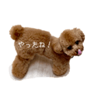 といぷーどる ロッシ（個別スタンプ：8）