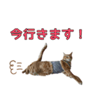 みちょ1（個別スタンプ：4）